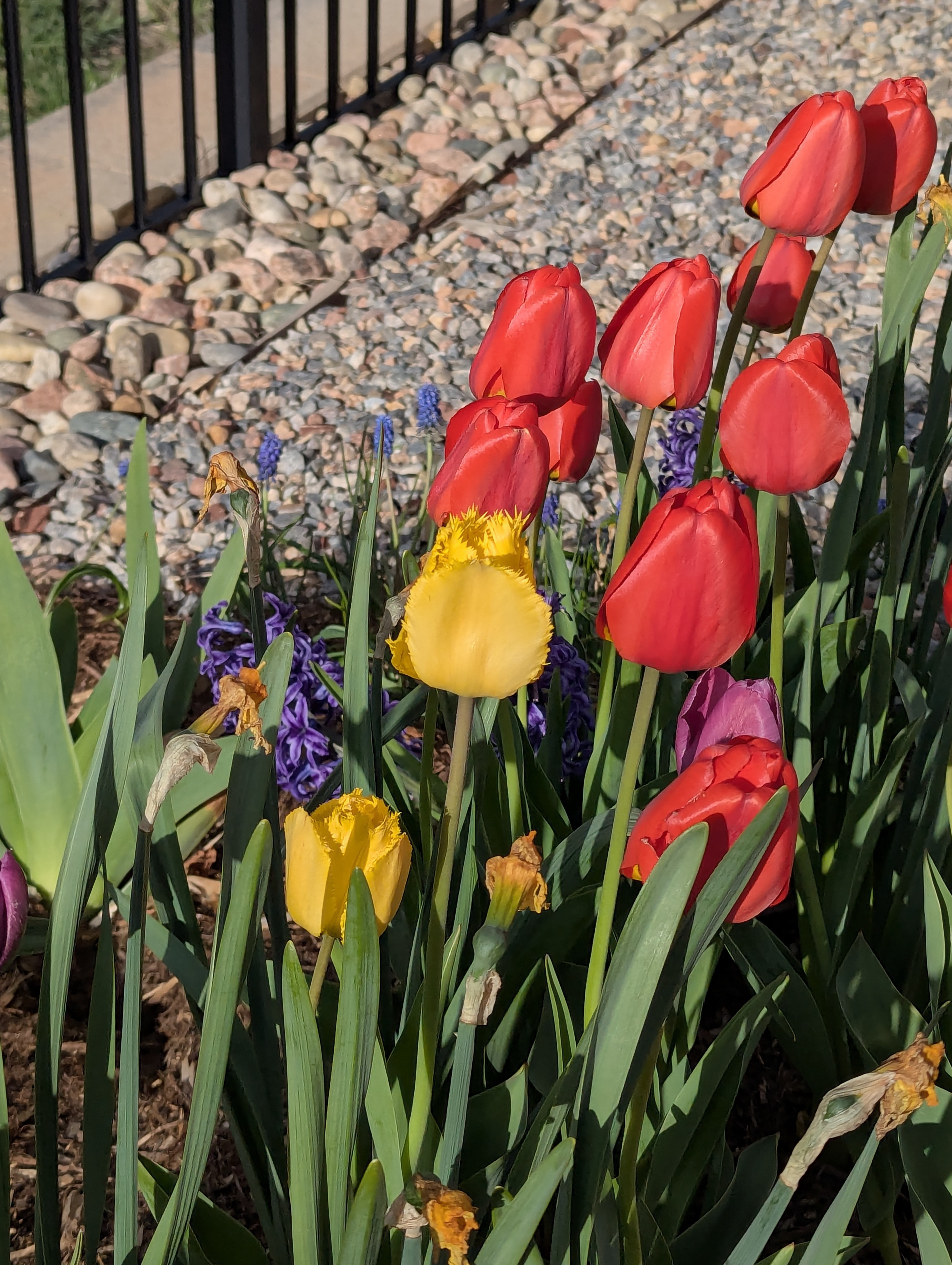 flowers, Morrison, Colorado